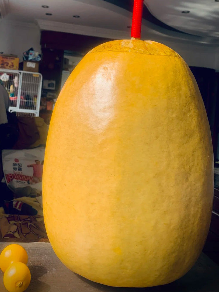'Large Winter Melon' Gourd