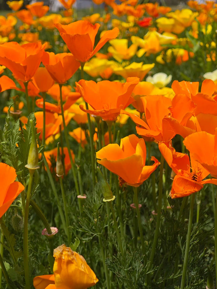 Mixed Colour California Poppy