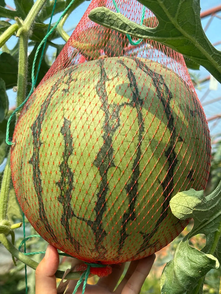 Rainbow No.1 Watermelon