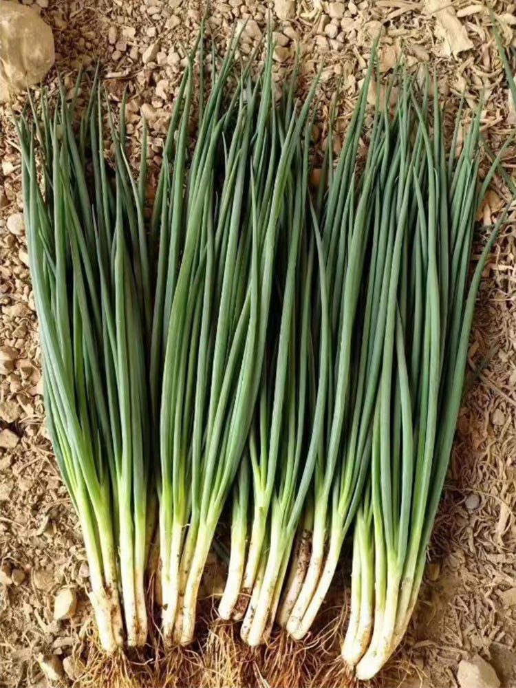 Jiemei Black-leaf Chives