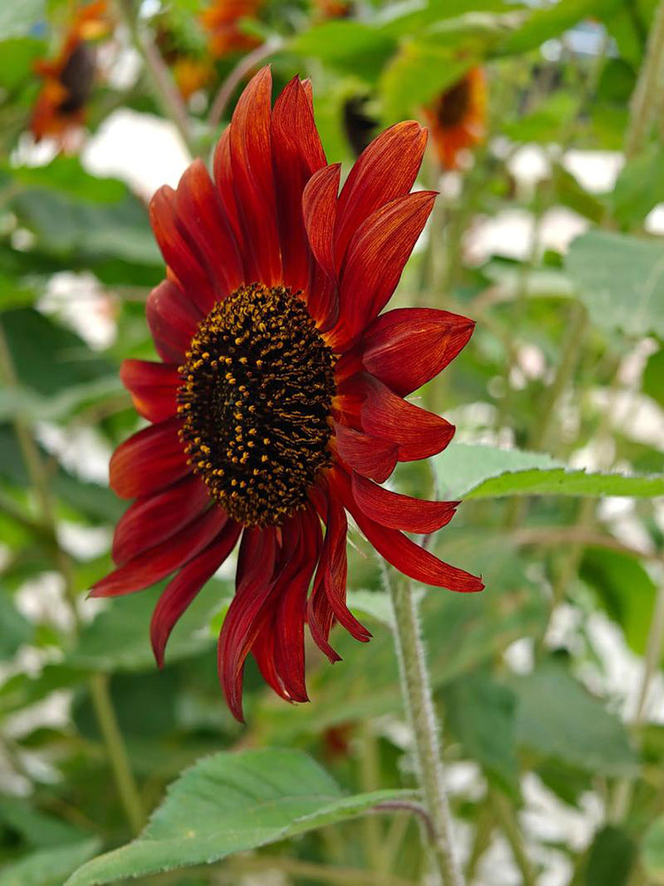 HEL09 Red Sunflower