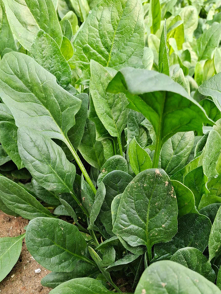 Spring-Autumn Large-Leaf Spinach