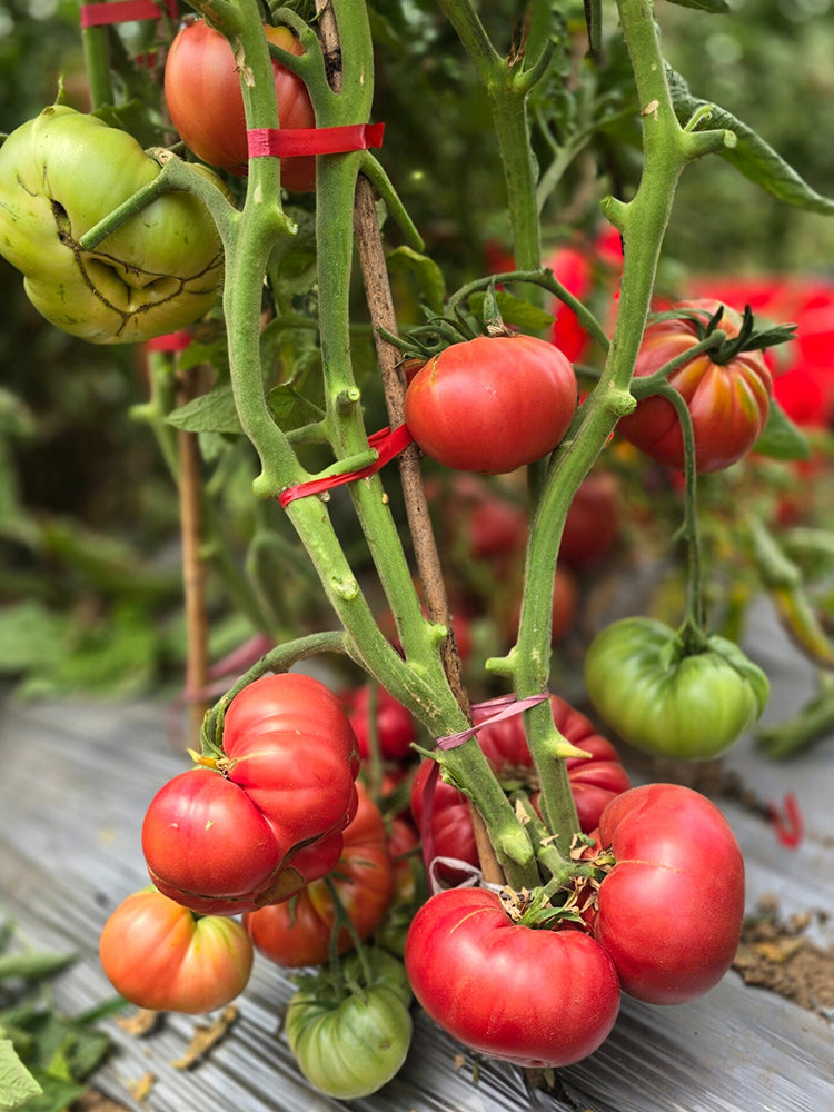 864 Italian Sweet Treat Tomato