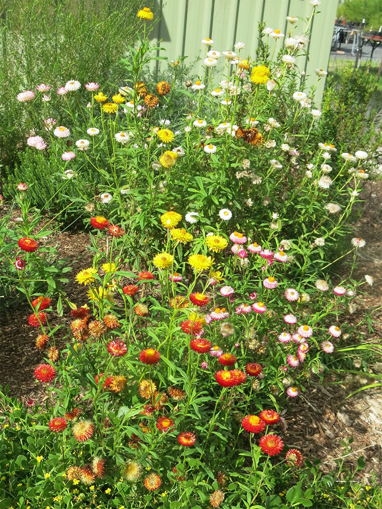 Tall Strawflower Mix