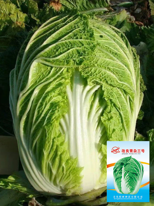 Improved 'Qingza No.3' Chinese Cabbage