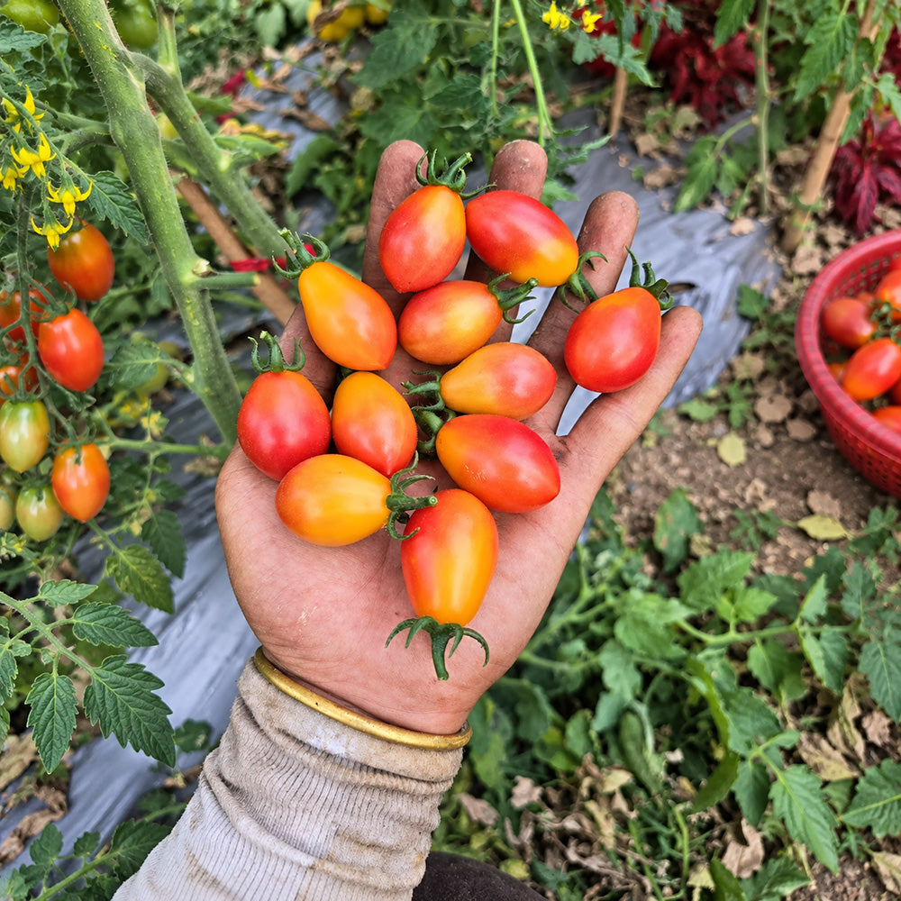 344 Submarine Blush Tomato