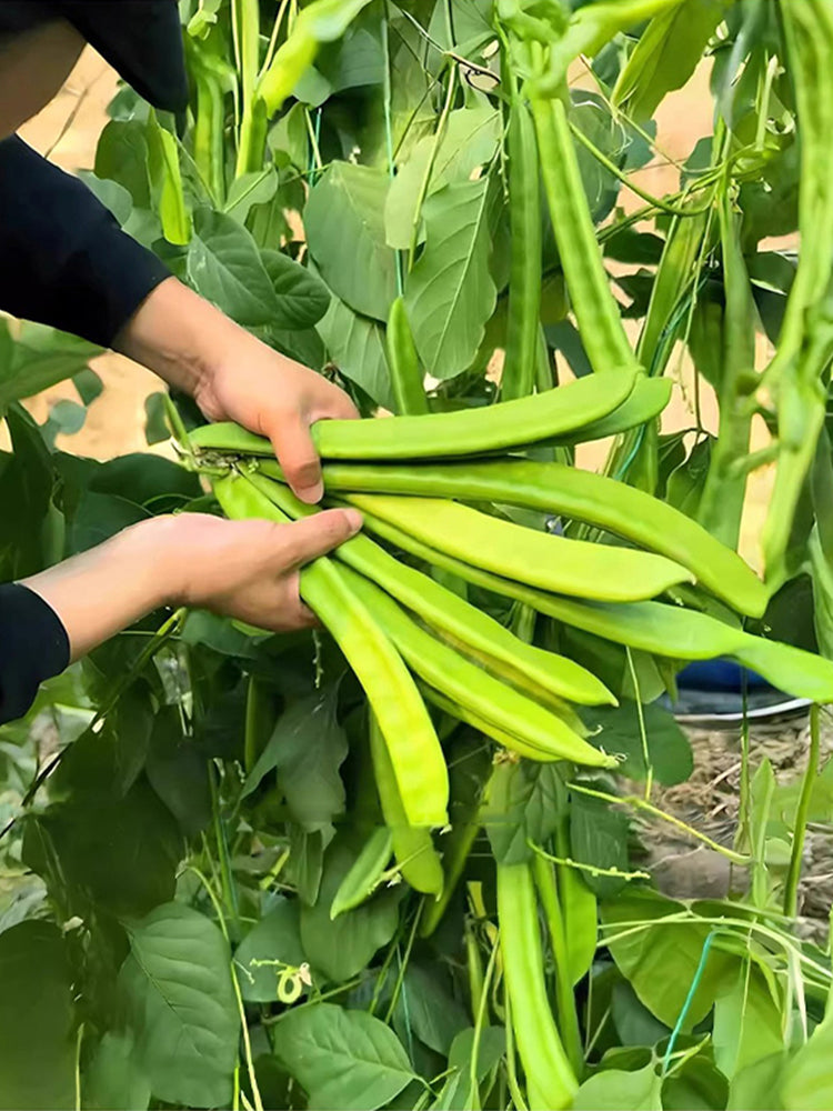 Thick-fleshed Sword Beans