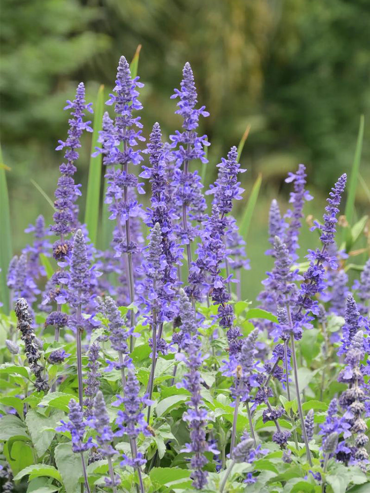 Hezhichun Blue Sage