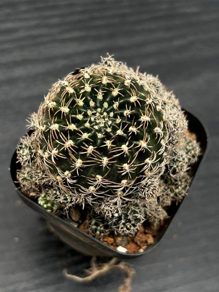 Echinopsis schieliana var. unguispina
