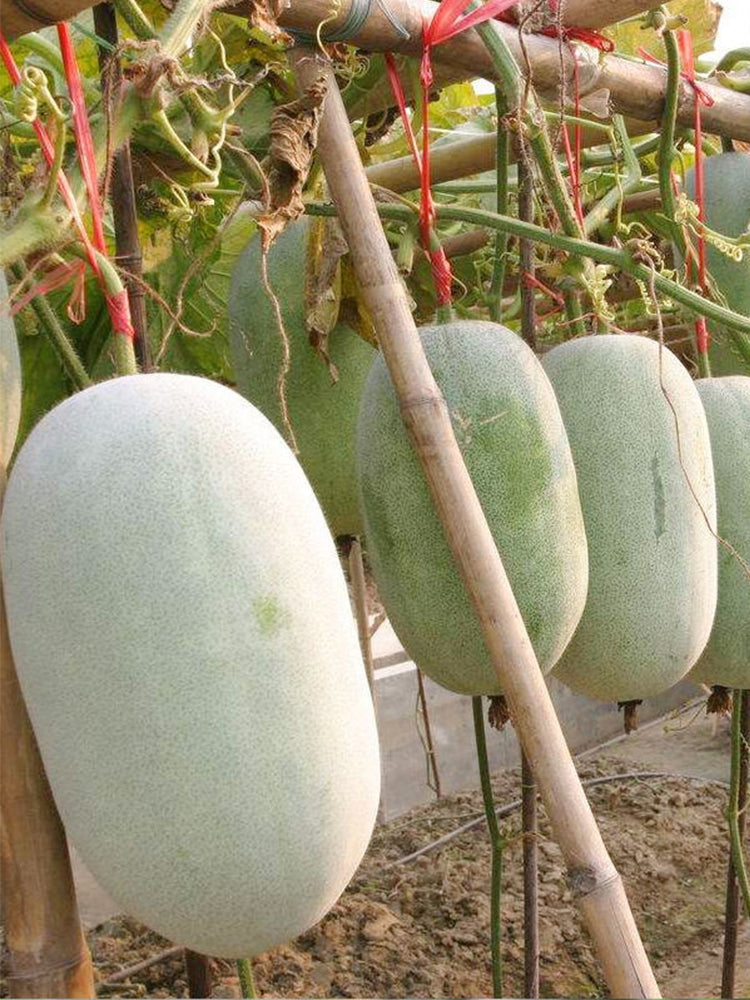 Mini Small Winter Melon No.1