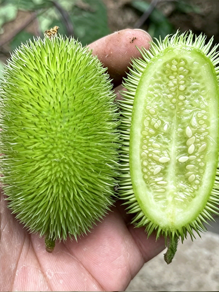 Little Hedgehog Cucumber