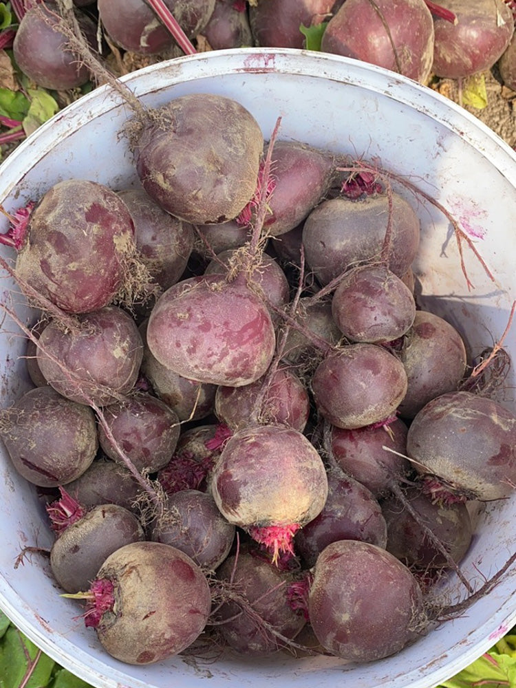 HC Purple Top Beet