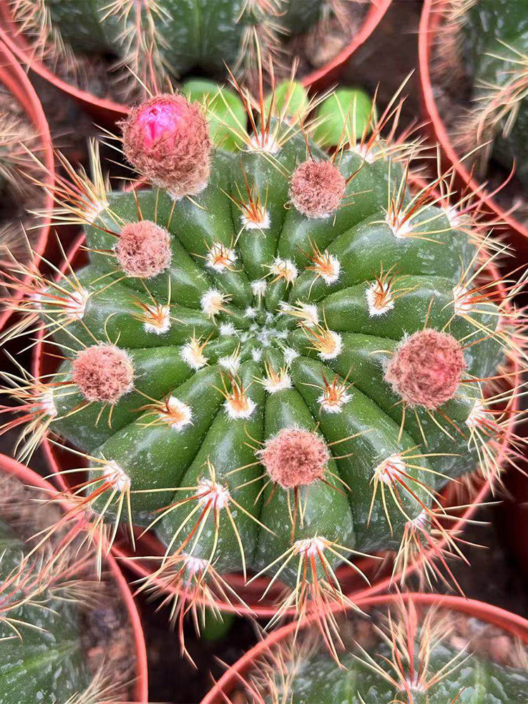Parodia ottonis 'Pink Flower'