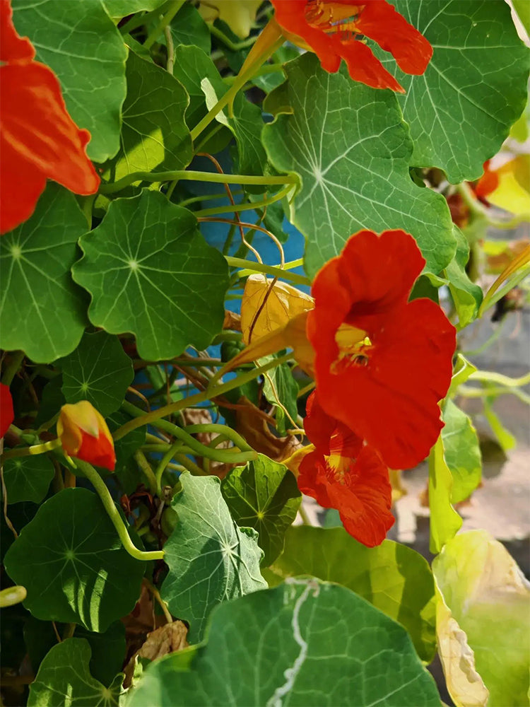 Hezhichun Red Nasturtium