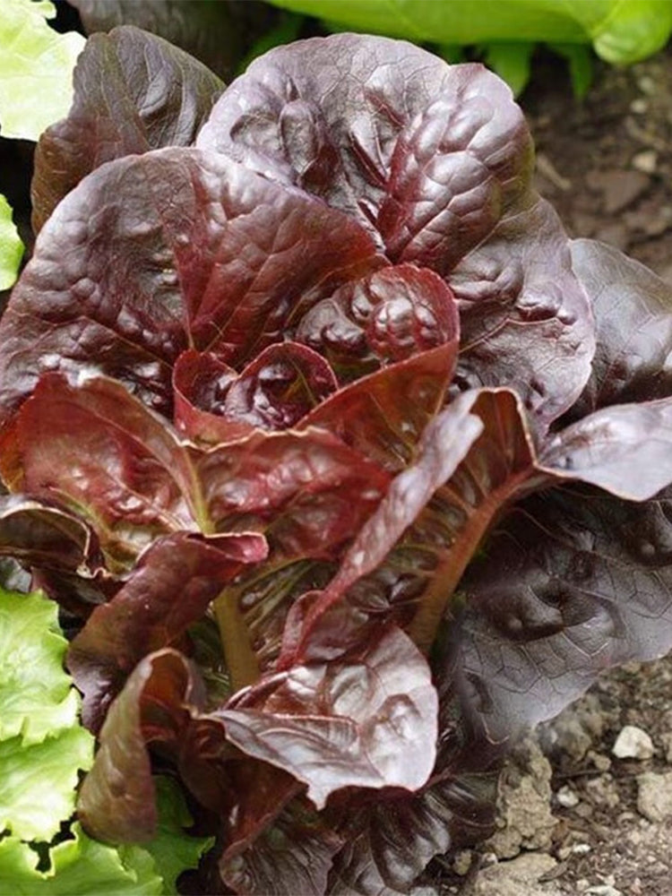 Purple Leaf Romaine Lettuce