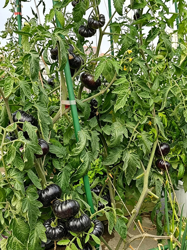 868 Brilliant Sun Tomato