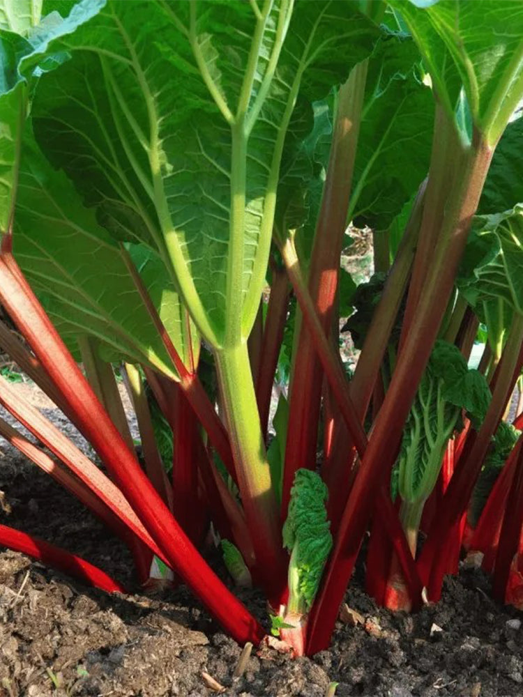 Garden Rhubarb