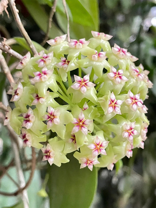 Hoya UT-033 Unrooted Stem Cuttings
