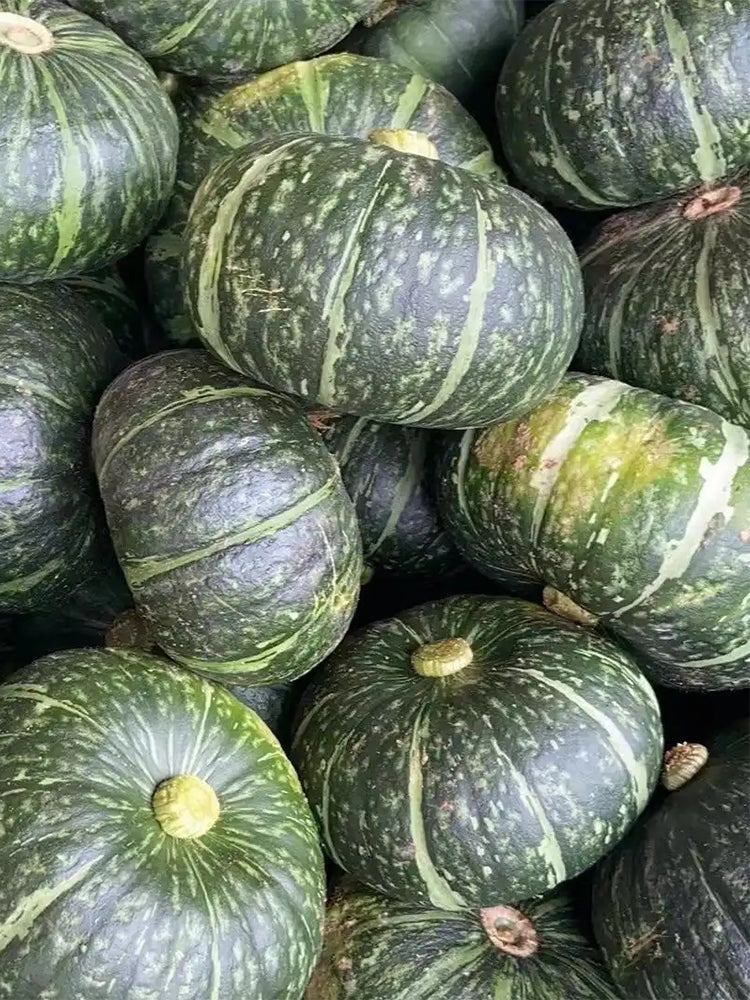 Chinese Pumpkin