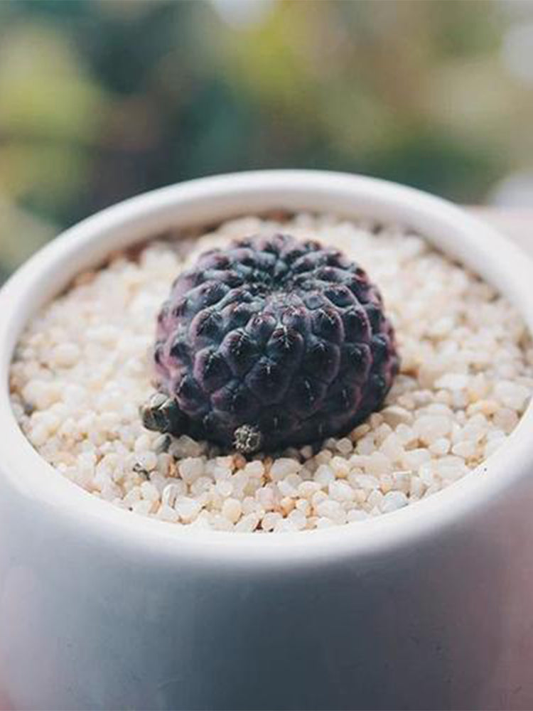 Sulcorebutia rauschii Live Cactus