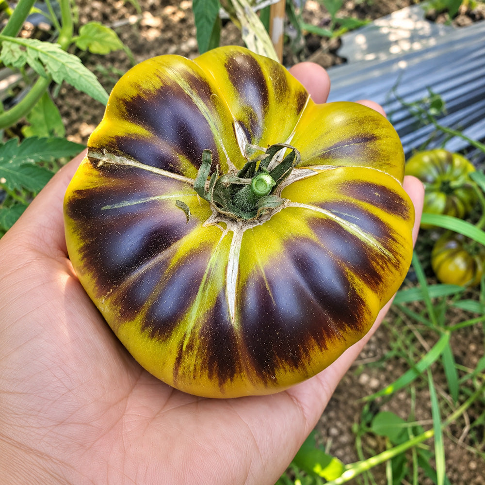 323 Great Blue Tomato