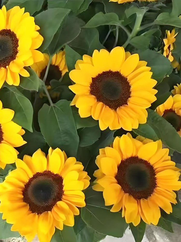 Chihuahua Dwarf Ornamental Sunflower