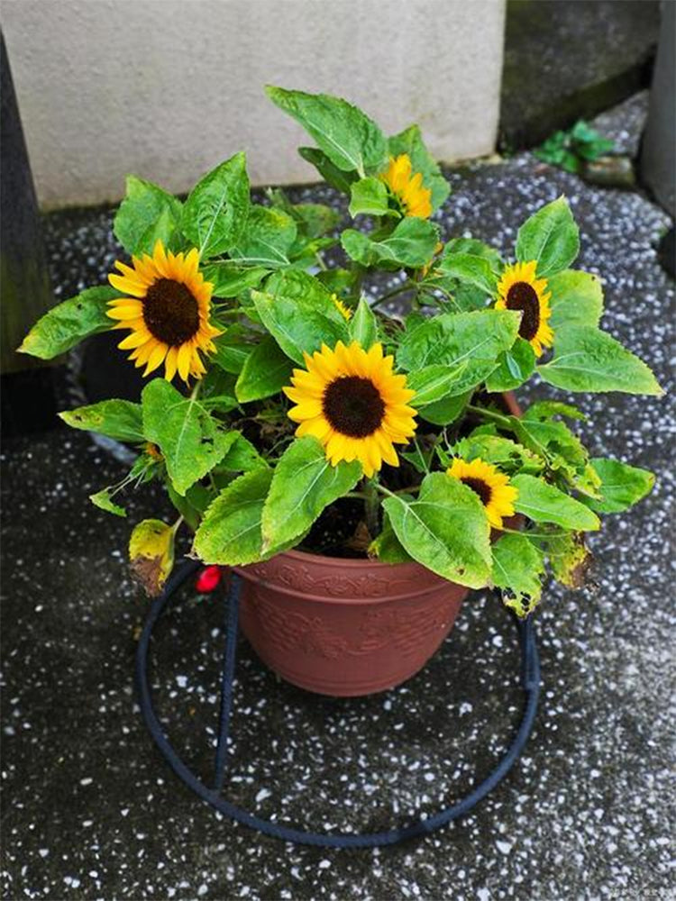 Bonsai Sunflowers