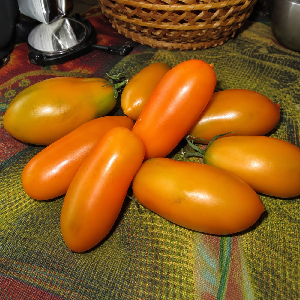 229 Zolotaya Rybka Tomato