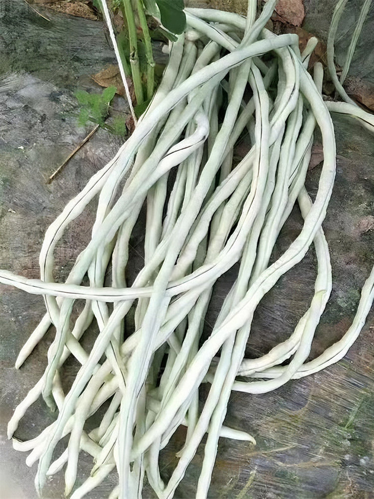 'Jiemei' Tianzhu White Long Bean
