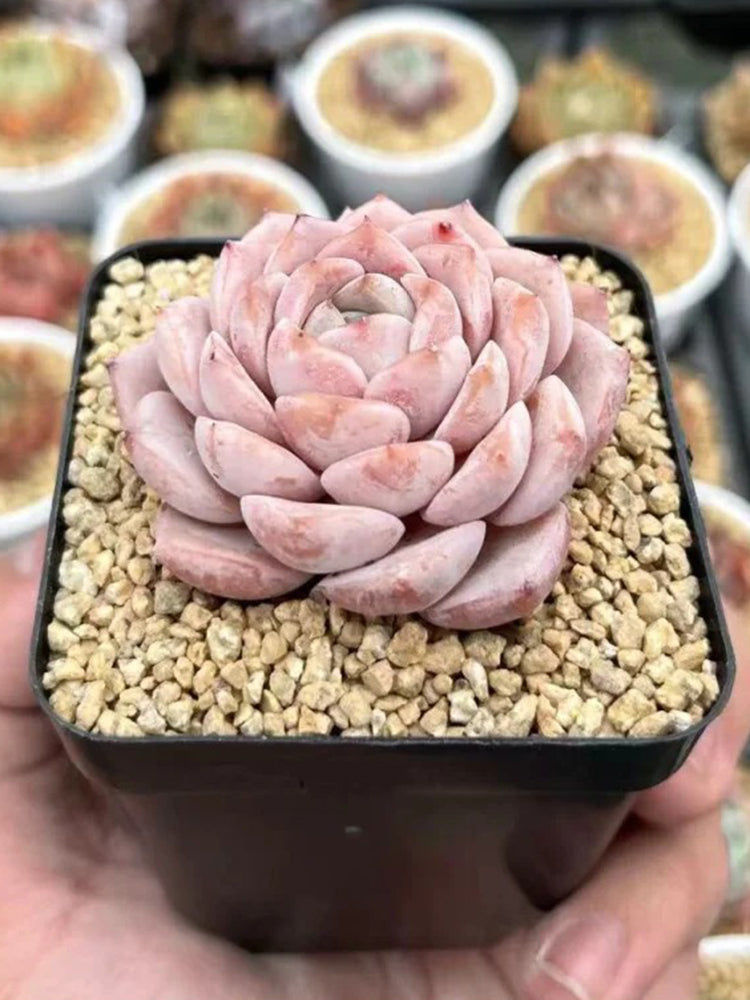 Echeveria 'Grace'