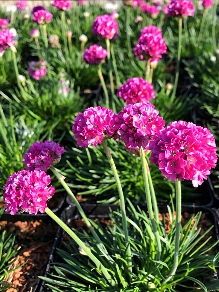 Sea Thrift Armeria Maritima