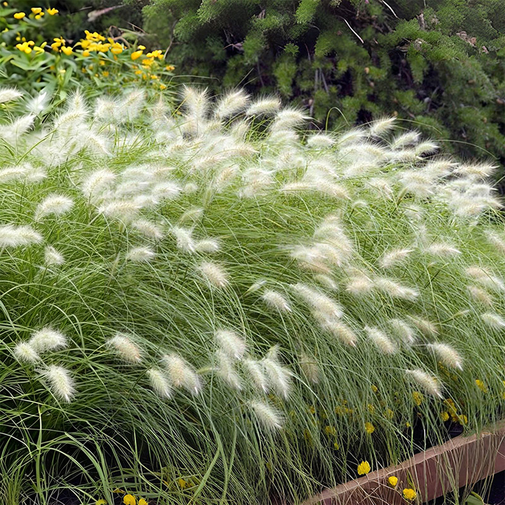 U2223 Long Feathery Fountain Grass
