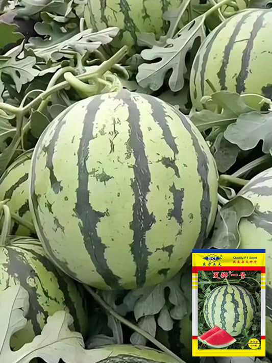 'Xia Shi No.1' Hybrid Watermelon