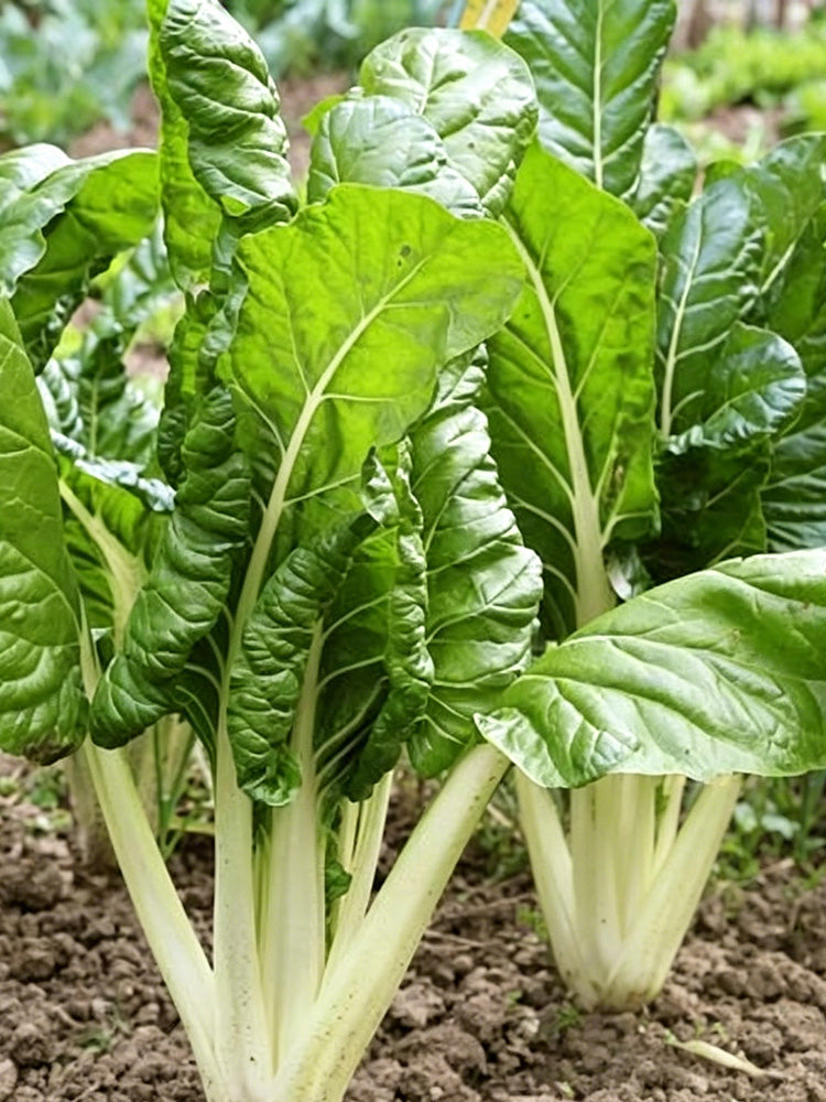 White-stemmed Leaf Beet