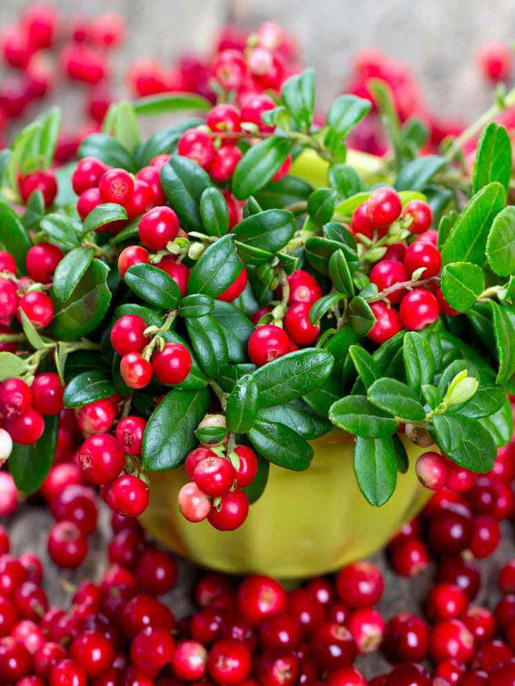 American Cranberry