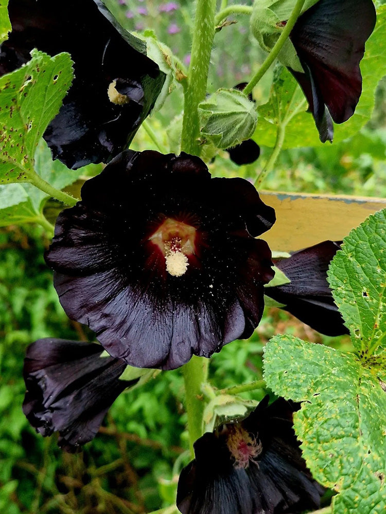 Single Midnight Black Hollyhock
