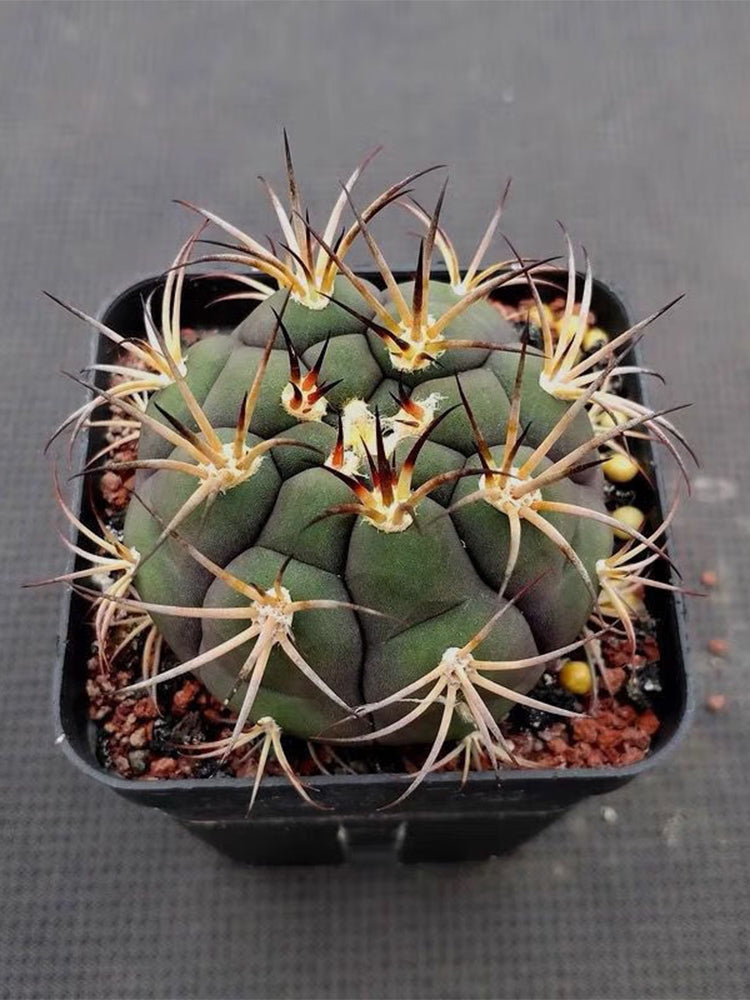 Gymnocalycium pflanzii var. albipulpa