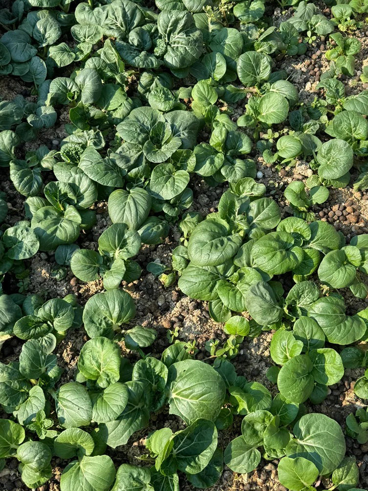 Hong Kong Milky Pak Choi