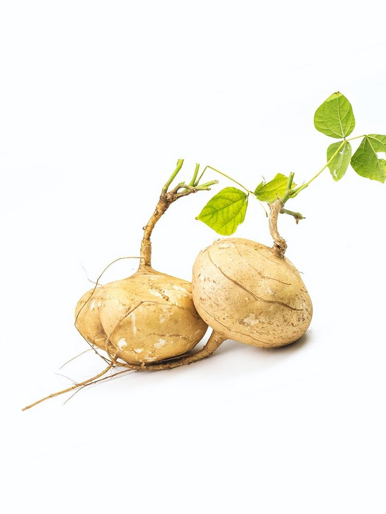 Yam Bean (Pachyrhizus erosus)