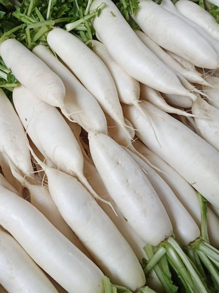 'Nanpanzhou' Radish