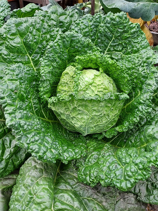 Savoy Cabbage