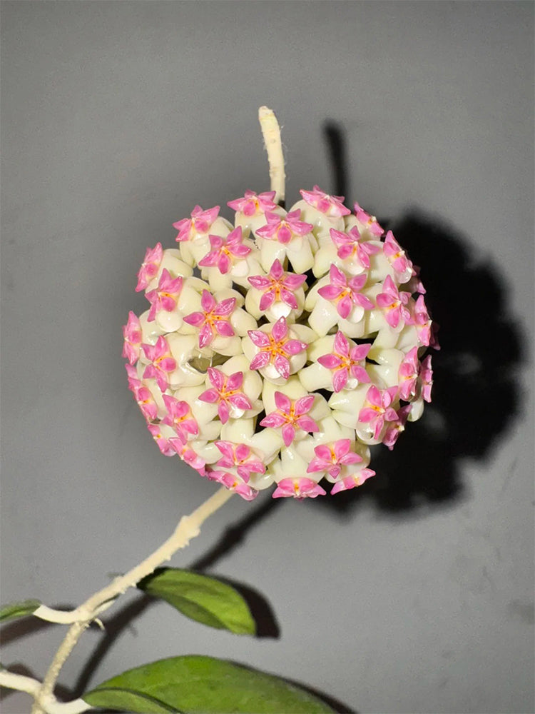 Hoya icensis Unrooted Stem Cuttings