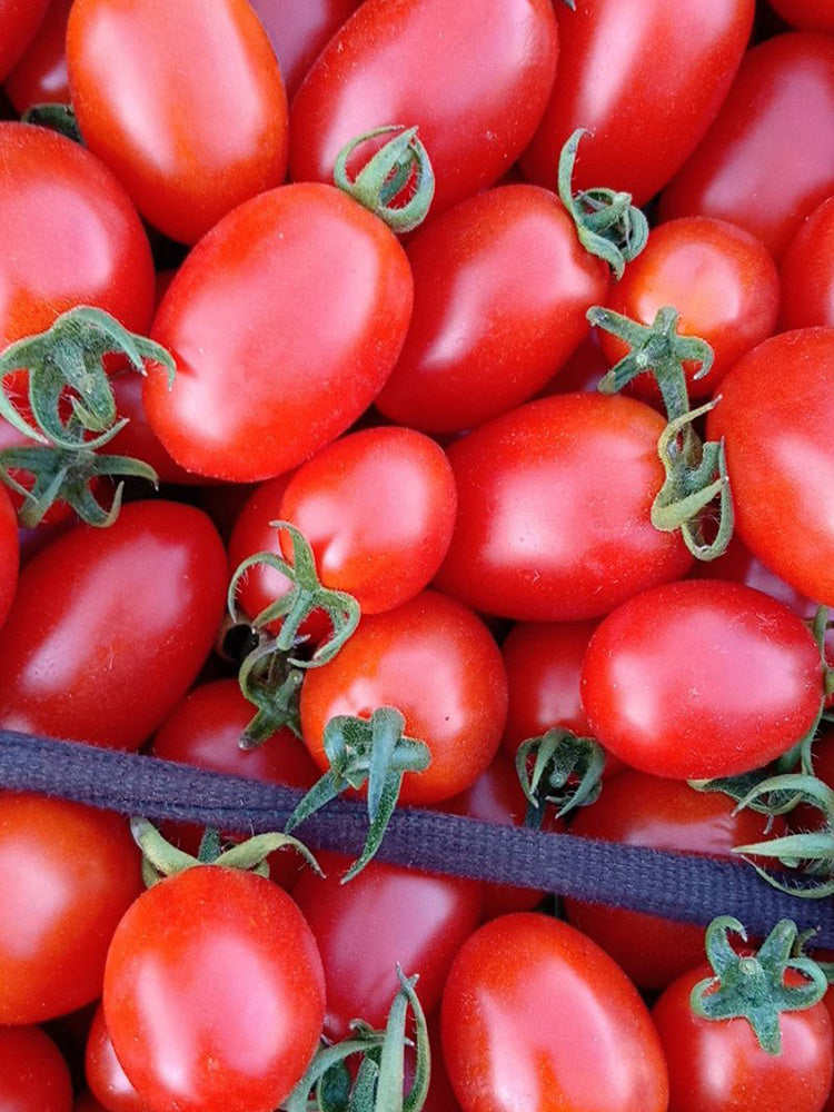 Red Saint Cherry Tomato