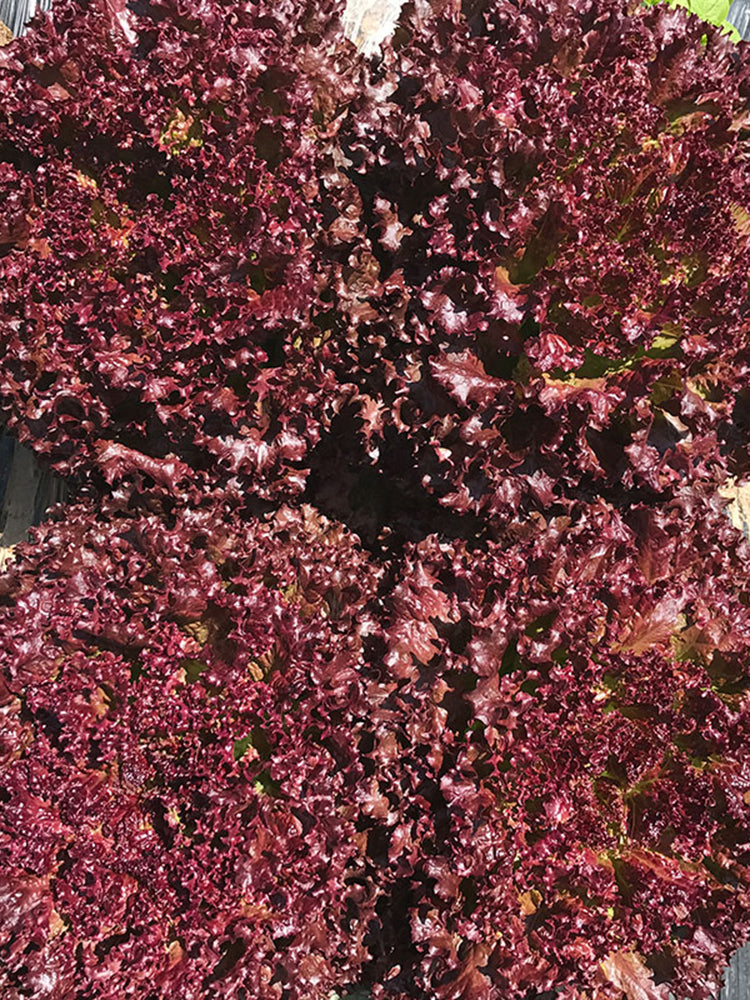 'Jinghong-1' Loose-leaf Lettuce