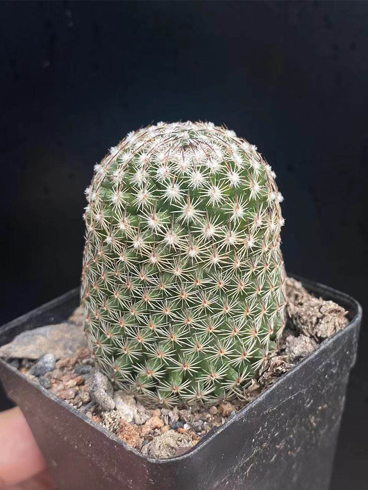 Mammillaria matudae