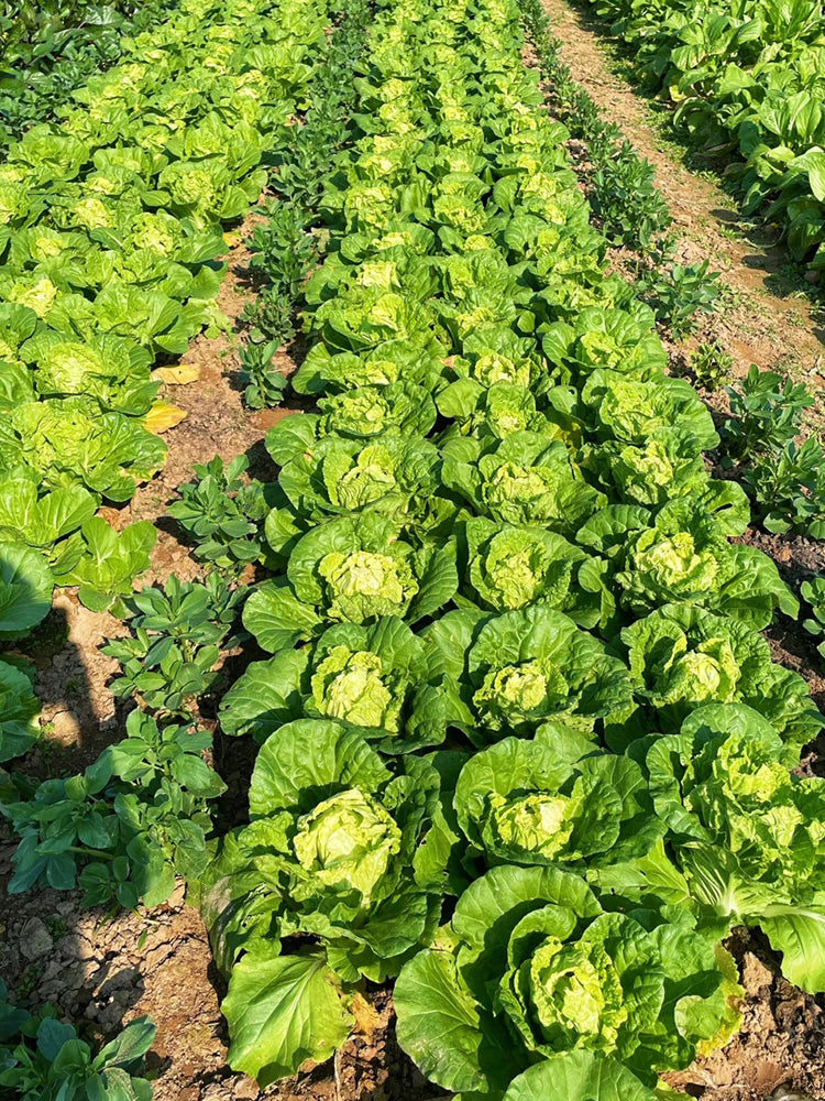 Hongbao Heading Cabbage