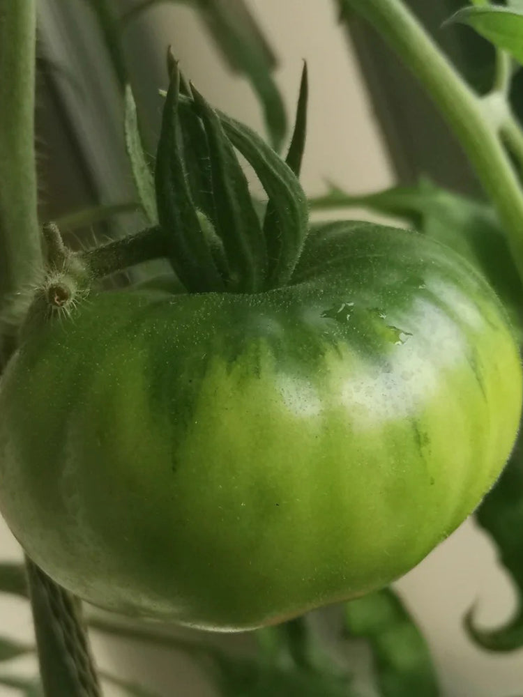 Cherokee Green Tomato