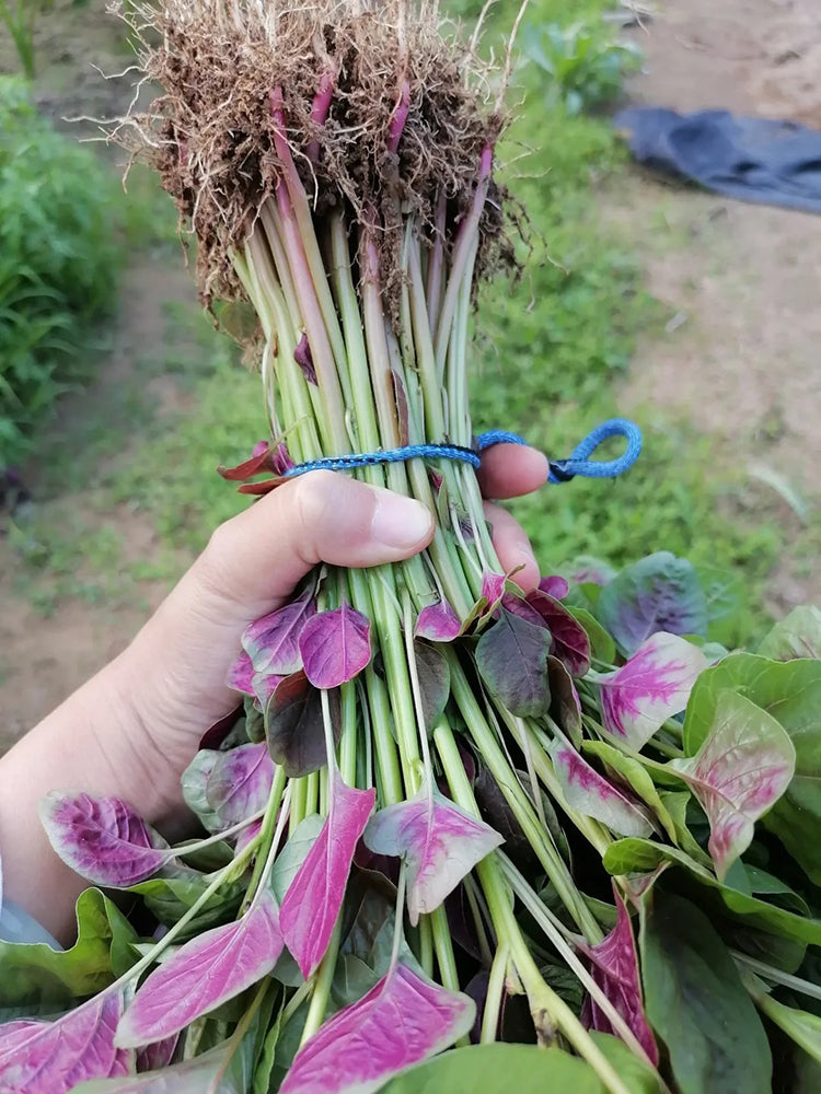 Pointed-Leaf Red Amaranth