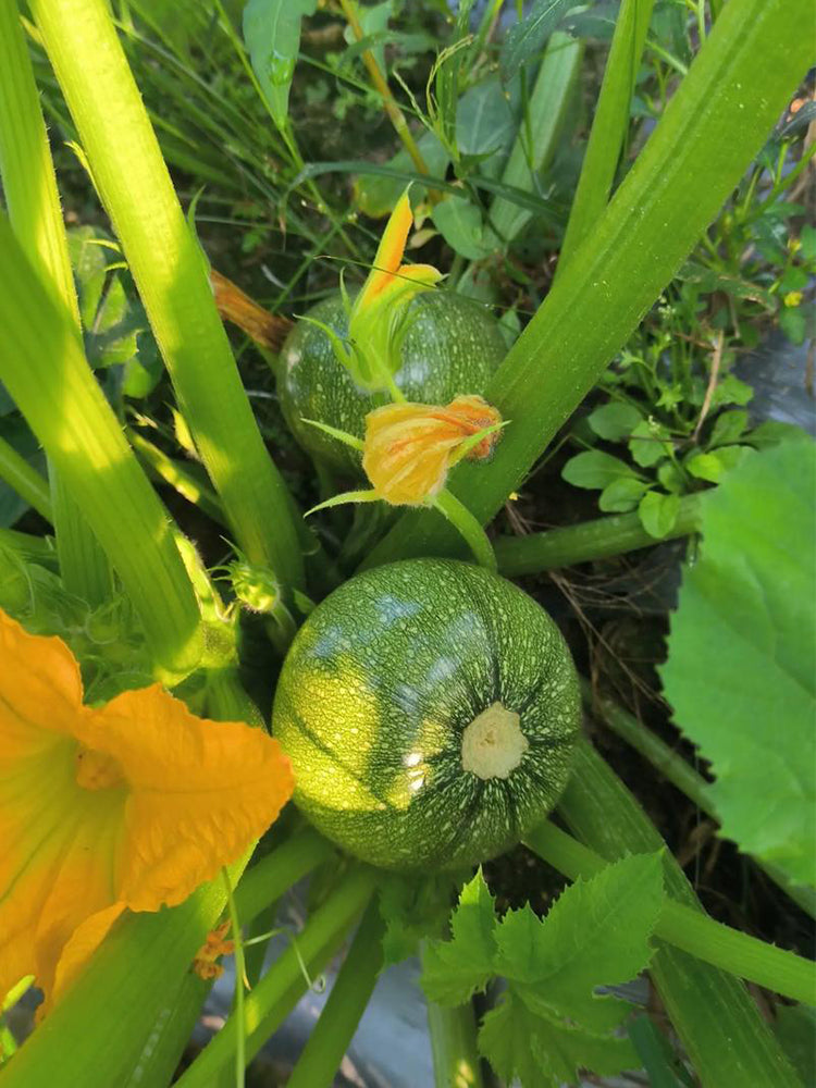 Black Pearl Round Zucchini