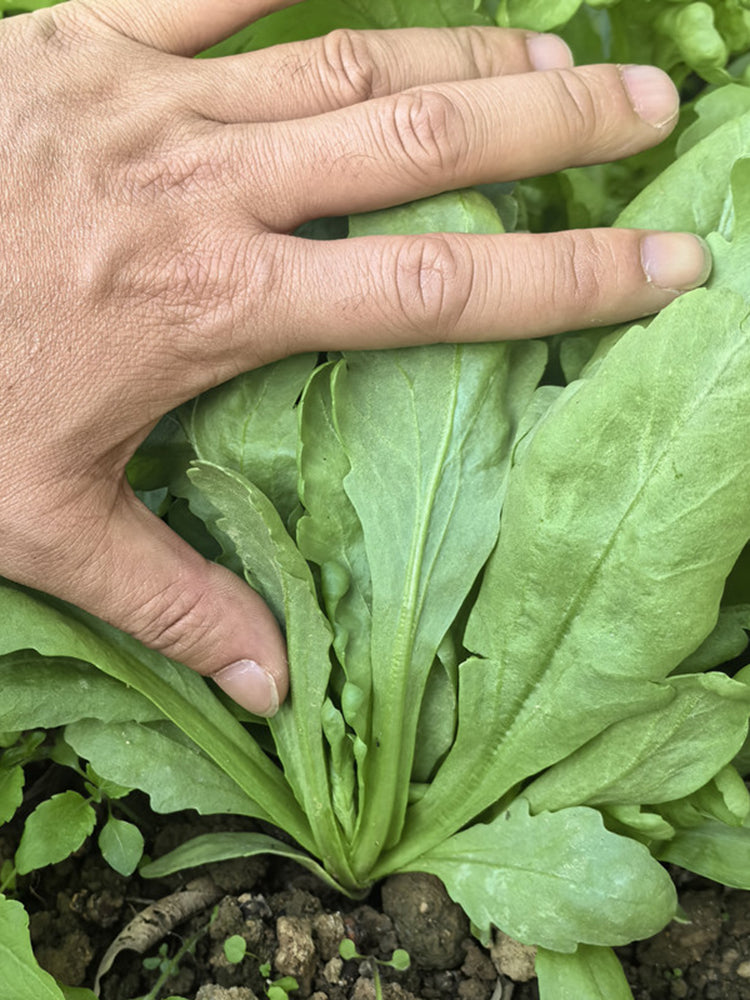 'Jiemei' Large-Leaf Garland Chrysanthemum